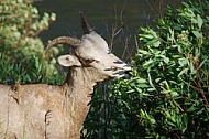 Desert Sheep