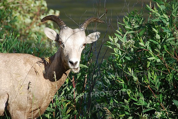 Desert Sheep