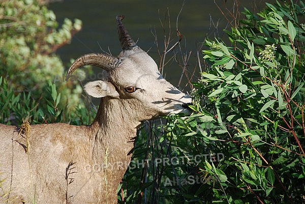 Desert Sheep