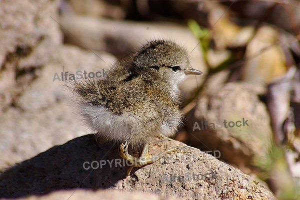 Dipper