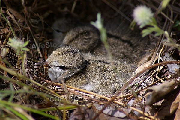 Dipper