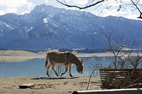 Donkey - Dietringen, Forggensee, Ostallgäu in Bavaria, Germany