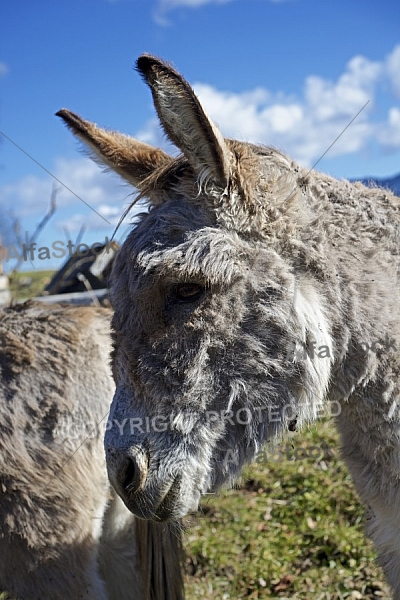 Donkey - Dietringen, Forggensee, Ostallgäu in Bavaria, Germany