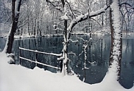 Ducks winter landscape 