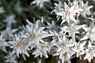 Edelweiss, Leontopodium alpinum