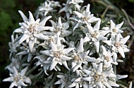 Edelweiss, Leontopodium alpinum