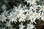 Edelweiss, Leontopodium alpinum