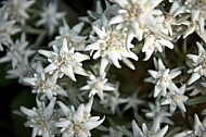 Edelweiss, Leontopodium alpinum