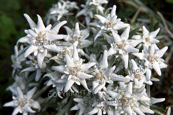 Edelweiss, Leontopodium alpinum