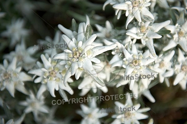 Edelweiss, Leontopodium alpinum