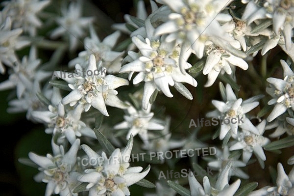 Edelweiss, Leontopodium alpinum