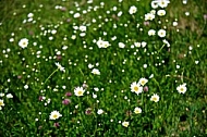 Field with flowers