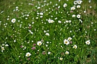 Field with flowers