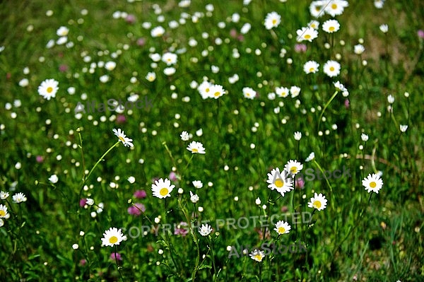 Field with flowers