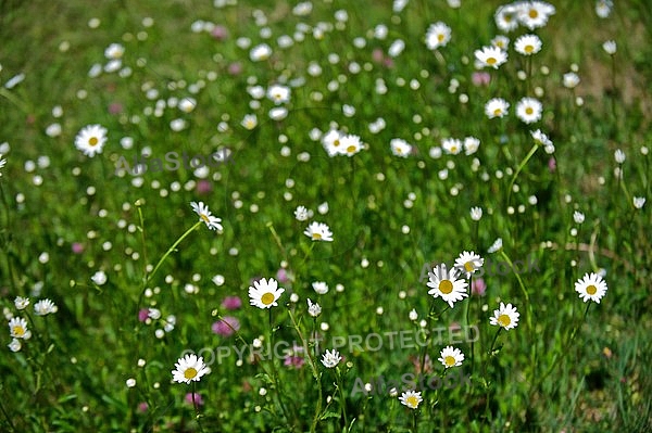 Field with flowers