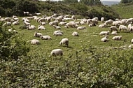 Flock of sheep in Sardenia, Italy 