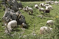 Flock of sheep in Sardenia, Italy 