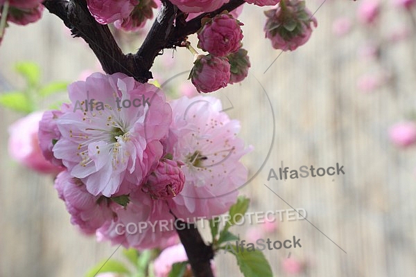 Flowering almond 