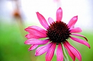 Flowers, plants, background, Autum