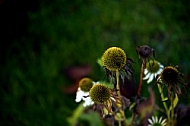 Flowers, plants, background, Autum