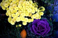 Flowers, plants, background, Autum