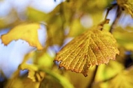 Flowers, plants, background, Autum