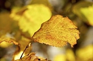 Flowers, plants, background, Autum