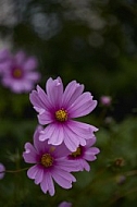 Flowers, plants, background, Autum