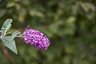 Flowers, plants, background, Autum