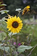 Flowers, plants, background, Autum