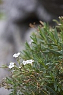 Flowers, plants, background, Autum