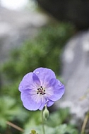 Flowers, plants, background, Autum