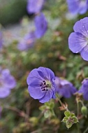 Flowers, plants, background, Autum