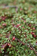 Flowers, plants, background, Autum