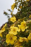 Flowers, plants, background, Autum