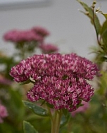 Flowers, plants, background, Autum