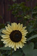 Flowers, plants, background, Autum