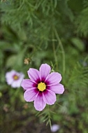 Flowers, plants, background, Autum