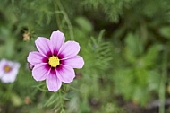 Flowers, plants, background, Autum