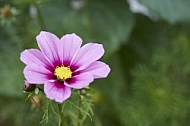 Flowers, plants, background, Autum