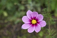 Flowers, plants, background, Autum