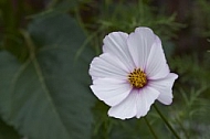 Flowers, plants, background, Autum