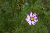 Flowers, plants, background, Autum