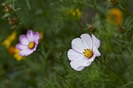 Flowers, plants, background, Autum