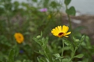 Flowers, plants, background, Autum