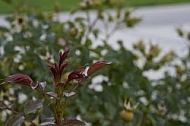 Flowers, plants, background, Autum