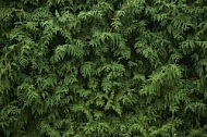 Flowers, plants, background, Autum