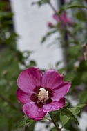 Flowers, plants, background, Autum