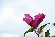 Flowers, plants, background, Autum