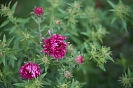 Flowers, plants, background, Autum